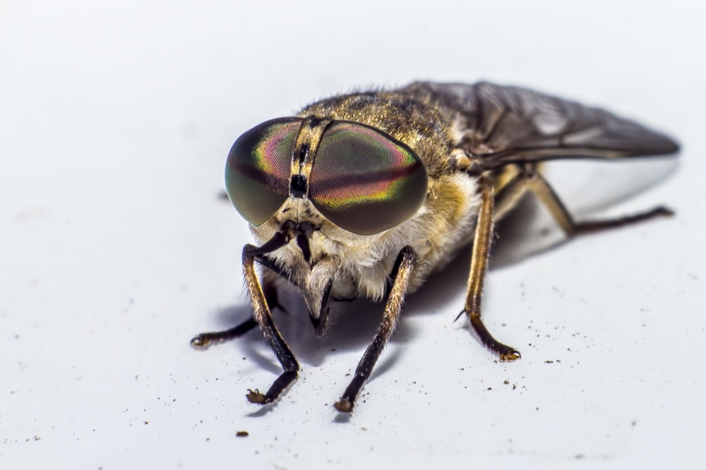 band-eyed-brown-horsefly-5374471_1280
